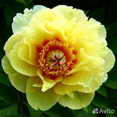 Жёлтый пион бардзелла корни