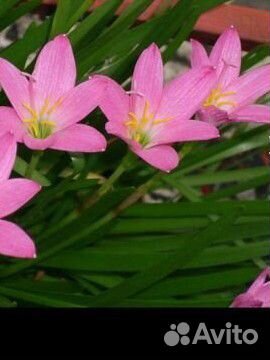 Луковицы зефирантеса