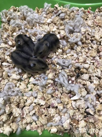 Джунгарский хомяк