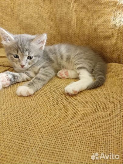 Котик серый в добрые руки