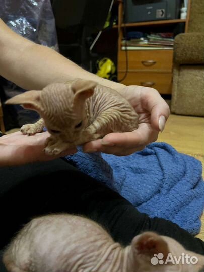 Донской сфинкс