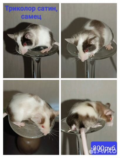 Сатиновые мыши