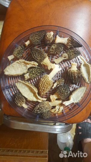 Сморчки и сморчковая шапочка сушёные