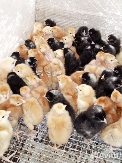 Цыплята бройлеры Росс 308