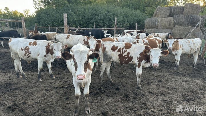 Продам телок