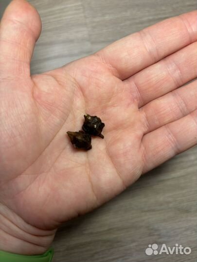 Алоказия крупнокорневая