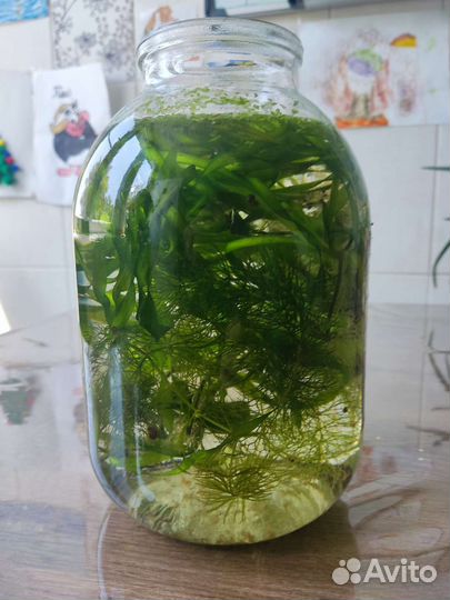Растения для аквариума