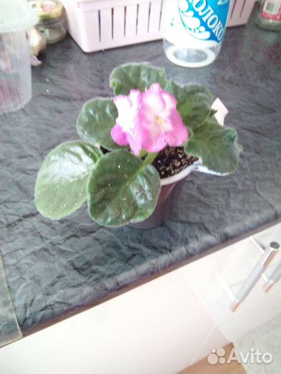 Фиалка лист с корнями 3 шт