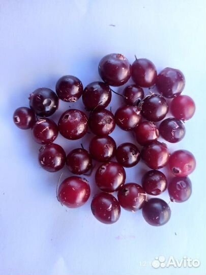 Настоящая северная клюква (зимняя)