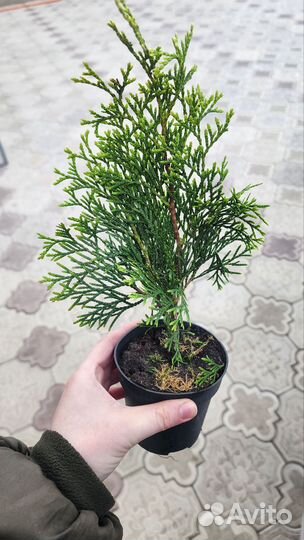 Туя смарагд