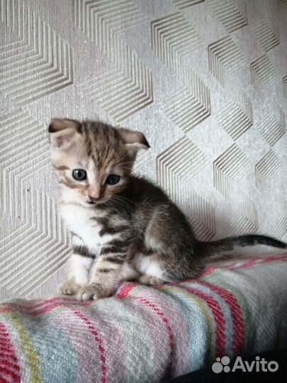 Вислоухие котята