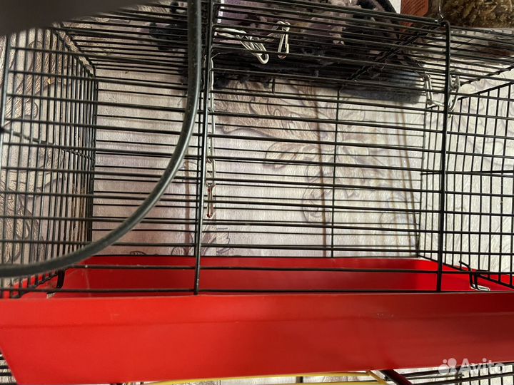 Декоративная крыса