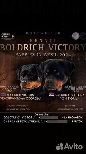 Щенки ротвейлера