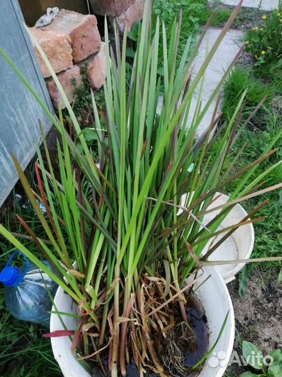 Растения очищающие в пруду