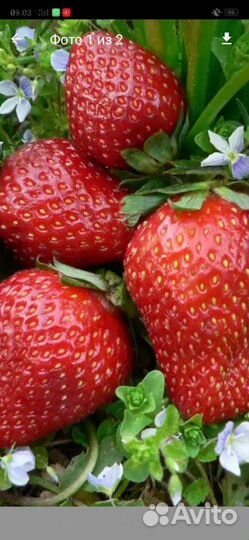 Клубника ранняя и земклубника