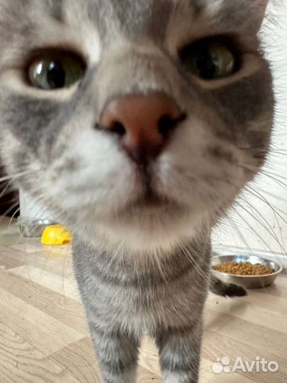 Кошки в добрые руки