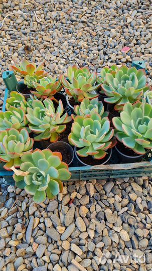 Суккуленты