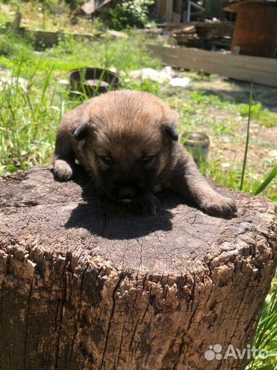 Сиба ину щенки метисы