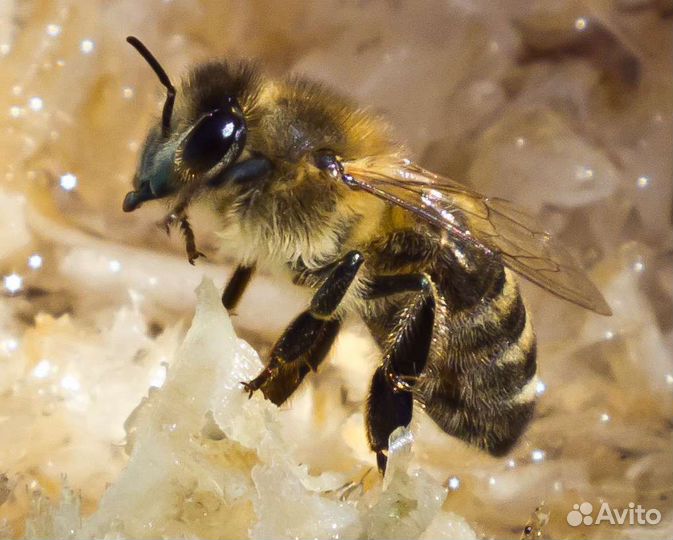 Пчелы среднерусской породы