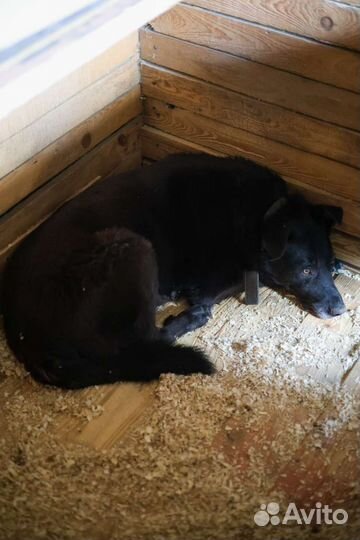 Шикарный чёрный пес