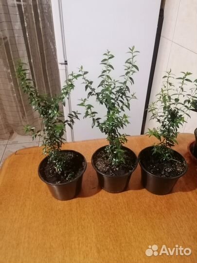 Мирт- Миртовое дерево