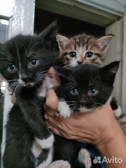 Кошка в дар бесплатно