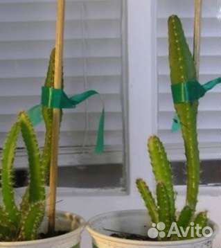 Питахайя, драконий фрукт трёхлетка