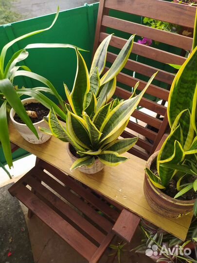 Сансевиерия Футура Суперба