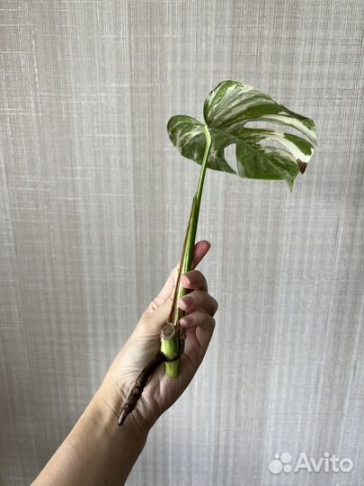 Монстера вариегатная альба