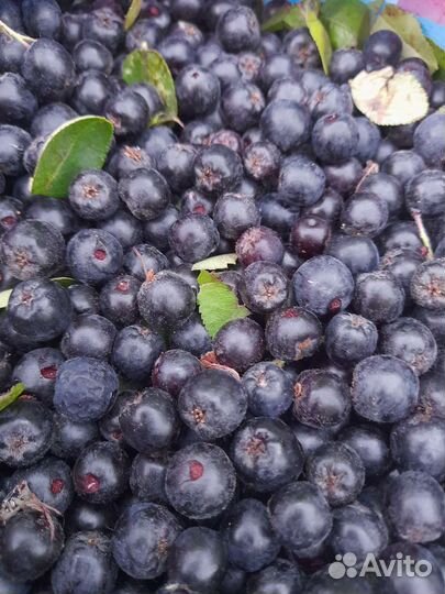 Черноплодная рябина