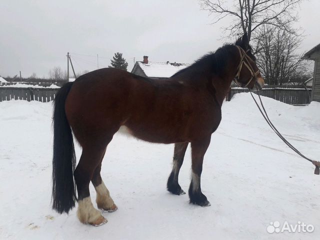 Авито лошади челябинская. Лошади в Курске на авито. Авито Курск рабочие лошадки. Авито лошади Ярославская область. Купить лошадь в Курске.