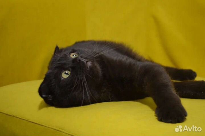 Шотландская вислоухая кошка