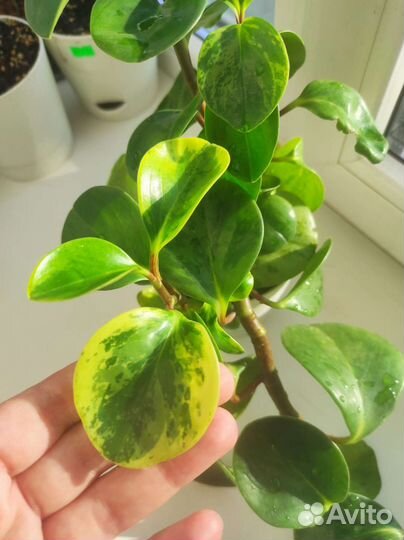 Пеперомия грин голд