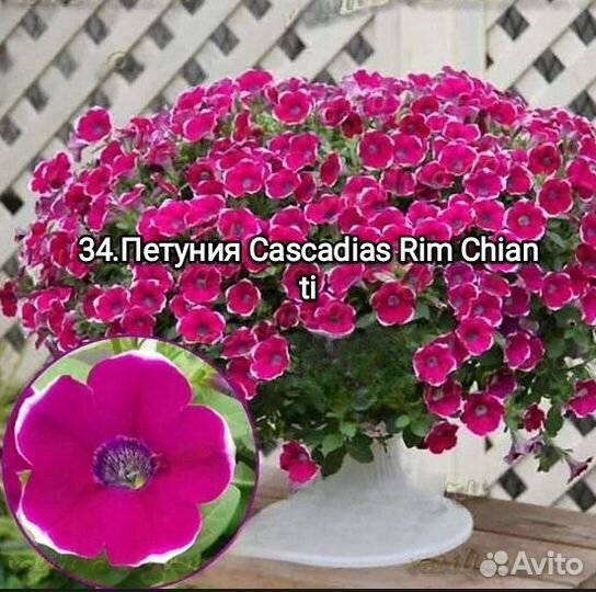 Петуния Cascadias Rim Chianti черенки