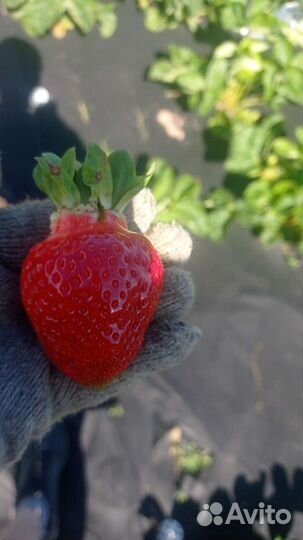 Рассада клубники Азия Горномари
