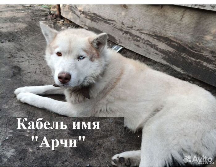 Отдам в добрые руки собак сибирской хаски