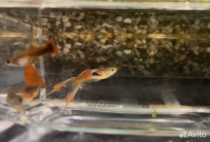 Мох гуппи растения аквариум