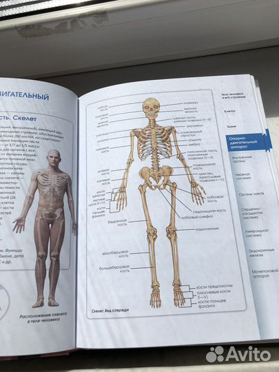 Атлас анатомии человека палычева лазарев