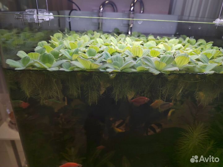 Растения для аквариума