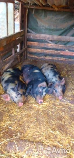 Продам свиней порода помесь Ландерс и дюрок