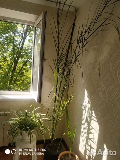 Драцена пальма