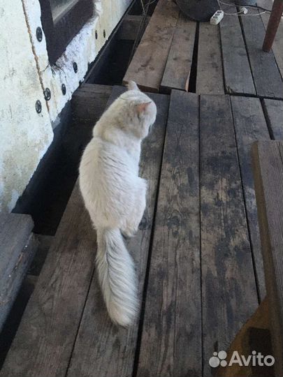 Котик в Добрые ручки