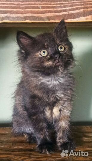 Котята девочки 2 мес