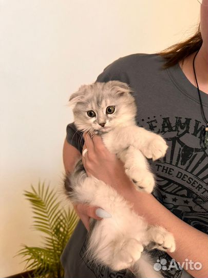 Шотландские вислоухие котята