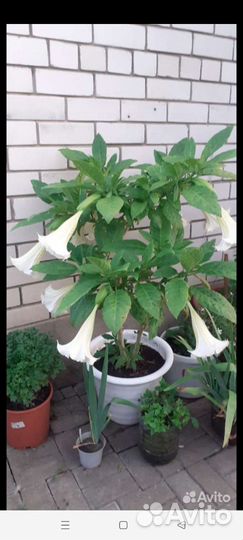 Бругмансия