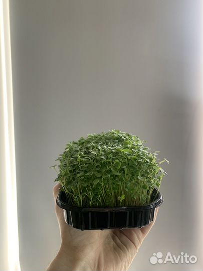 Микрозелень