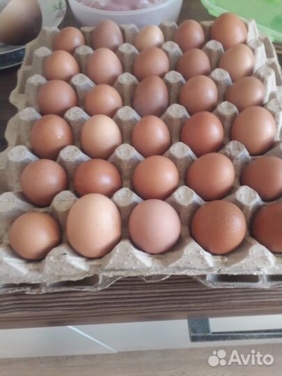 Домашние куриные яйца