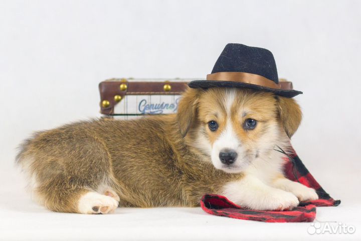 Вельш-корги пемброк Нереальной Красоты Щенки