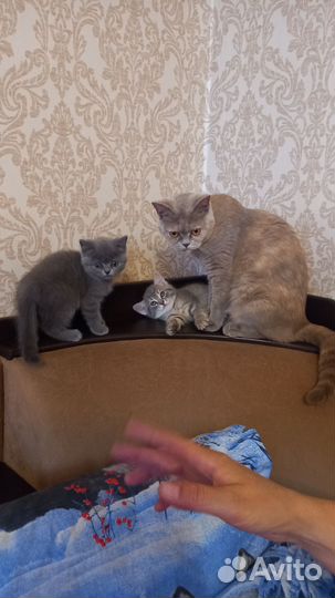 Британская