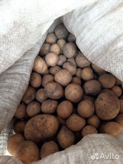 Семенной картофель